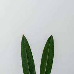 Rabbit ears made of natural green leaves on white background. Easter minimal concept. Flat lay.
