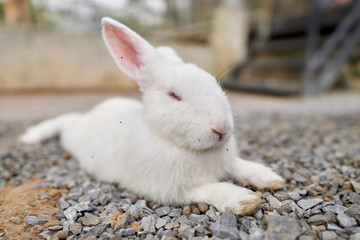 white rabbit is sleeping on stone floor.