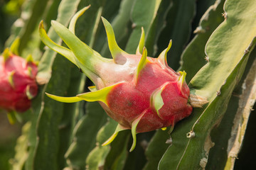 Dragon fruit