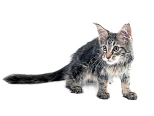 Fluffy Maine Coon kitten