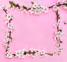 Fototapeta na wymiar Frame of beautiful white flowers cherry tree on a pink paper background with space for text. Top view, flat lay