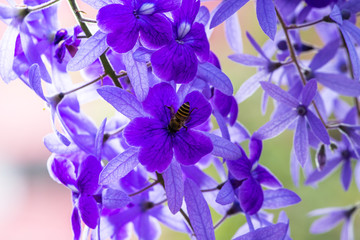 Fototapeta na wymiar Beautiful purple wreath vine or queen's wreath vine flower on blurred background.