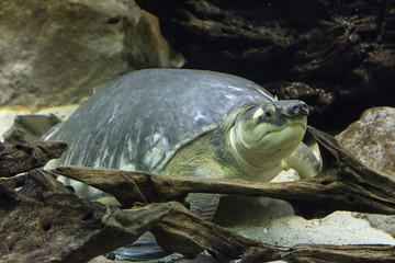 A large freshwater turtle.
