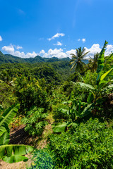 Fototapeta na wymiar Tropical Rainforest on the Caribbean island of St. Lucia. It is a paradise destination with a white sand beach and turquoiuse sea.