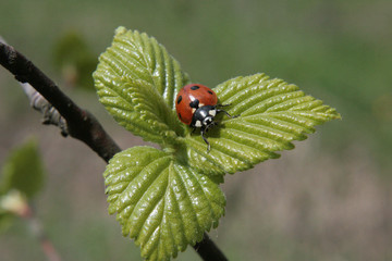 ladybug