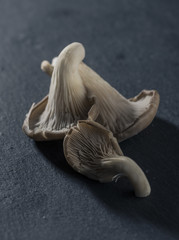 Austernpilze auf Schiefer