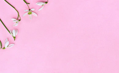 Beautiful flowers white snowdrops (Galanthus nivalis) on a pink paper with space for text. Top view, flat lay