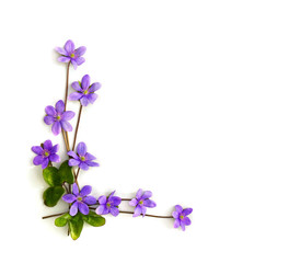 Violet flowers hepatica (liverleaf or liverwort) on a white background with space for text. Top view, flat lay.