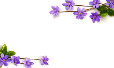 Frame of violet flowers hepatica (liverleaf or liverwort) on a white background with space for text. Top view, flat lay.