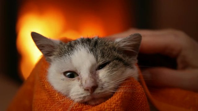 Woman hands cleaning rescue kitten at the fireplace - providing safety and comfort, closeup
