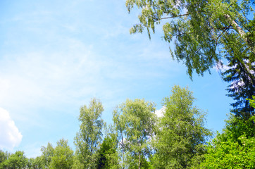 Obraz premium Green treetops on a background of blue sky.Birch trees.Sunny summer scene.