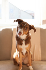 Best friend - Young lovely dog sitting on couch in light-flooded room - brown white female dog with collar