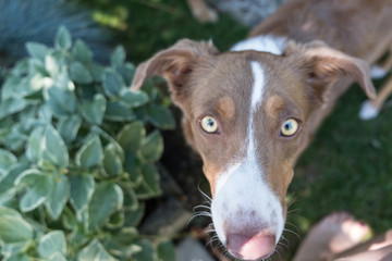 Come and play with me - brown white dog with big nose and bright eyes