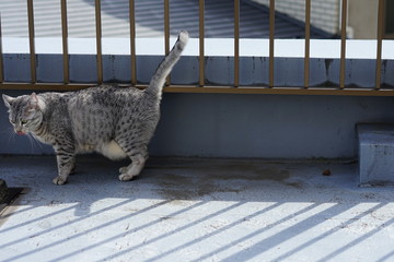 屋上のエジプシャンマウ