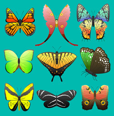 Fototapeta na wymiar Butterfly vector colorful insect flying for decoration and beautiful butterflies wings fly in spring illustration set isolated on white background
