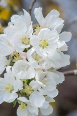 Blooming season floral petals pattern of spring apple tree branch