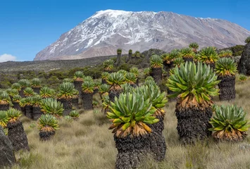 Cercles muraux Kilimandjaro Senecien vor dem Kilimanjaro