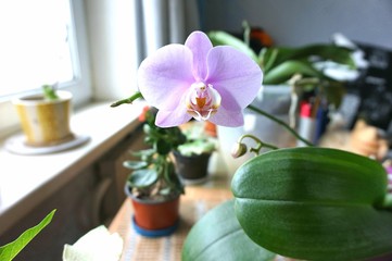 Lonely pink flower of blossoming Orchid Phalaenopsis