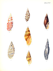 Illustration of shells.