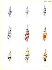 Illustration of shells.