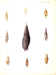 Illustration of shells.