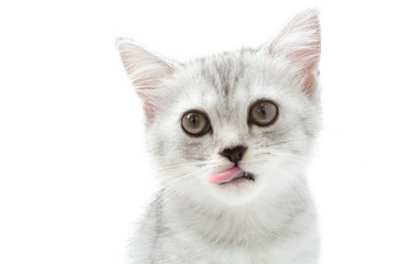 Cute fluffy white kitten at lick her lip on white background