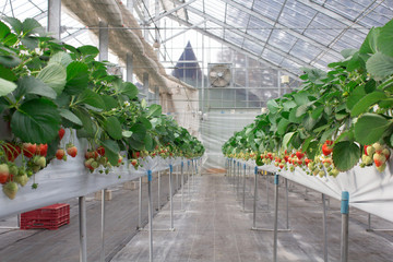 Strawberry with flower in the greenhouse farm at Japan for eating buffet and harvest and take home.