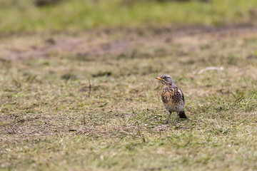 wiosna, zielona trawa, mały ptaszek na ziemi poszukuje jedzenia, robaki © Ewa Cierniak