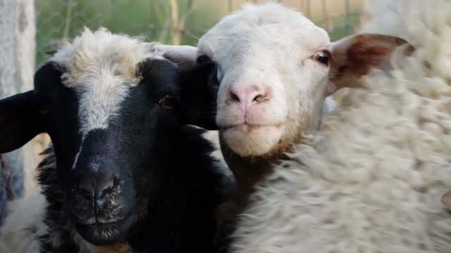 Two nice sheeps looking at camera, portrait