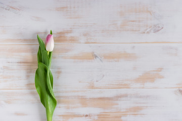Spring tulip flower on wooden background. Flat lay. Love concept.