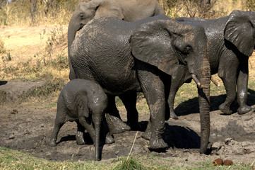 Elephant family © Stefano