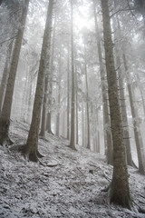 Frozen forest in winter