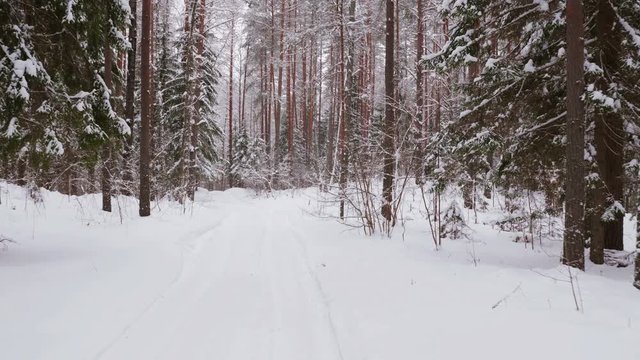 Video shot of walk along path in winter snow forest on cloudy weather
