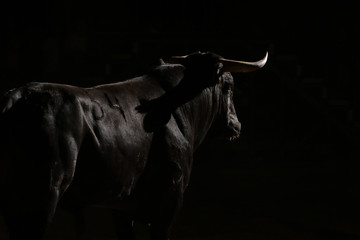 bull in spain - obrazy, fototapety, plakaty