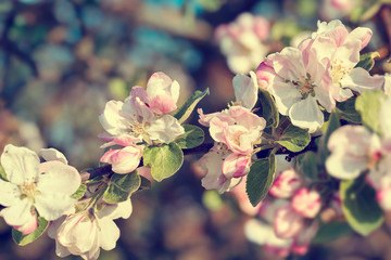 Fototapeta na wymiar Blossoming apple tree in spring