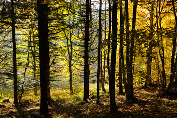 Trees in autumn season background