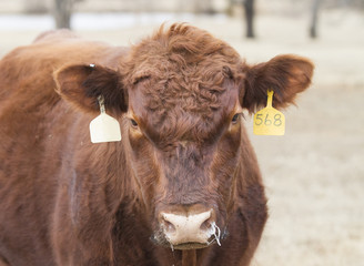 Bull face, closeup of a Red Angus Bull with ear tags