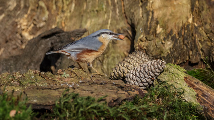 Nuthatch bird in winter