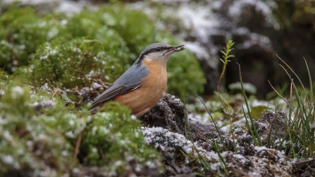 Nuthatch bird in winter