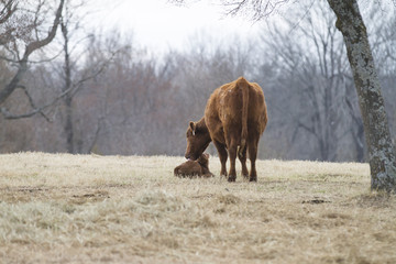 Cow and calf, cow licks calf, Red Angus beef cattle