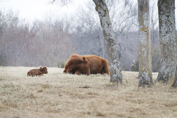 Cow and calf laying down in early spring meadow
