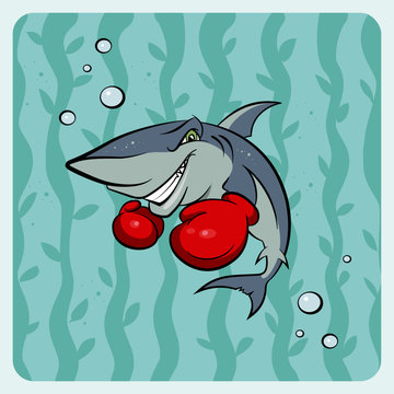Akula box