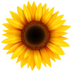 Obraz premium Kwiat słonecznika na białym tle
