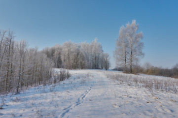 White frost on trees