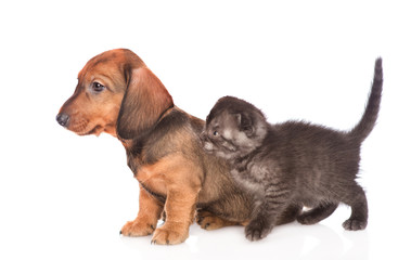 dachshund puppy with kitten in profile.  isolated on white background