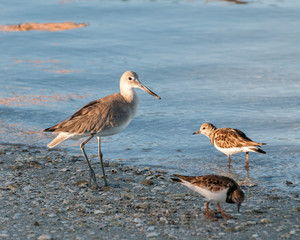 Sand Piper on the sea shore