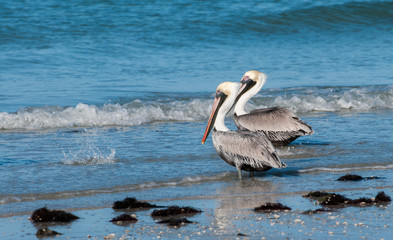 Brown Pelicans on the shore