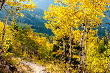 Aspen grove at autumn in Rocky Mountains