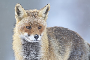 Red Fox (Vulpes vulpes) under the snow.