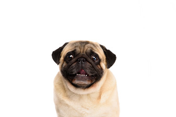 adorable little pug isolated on white